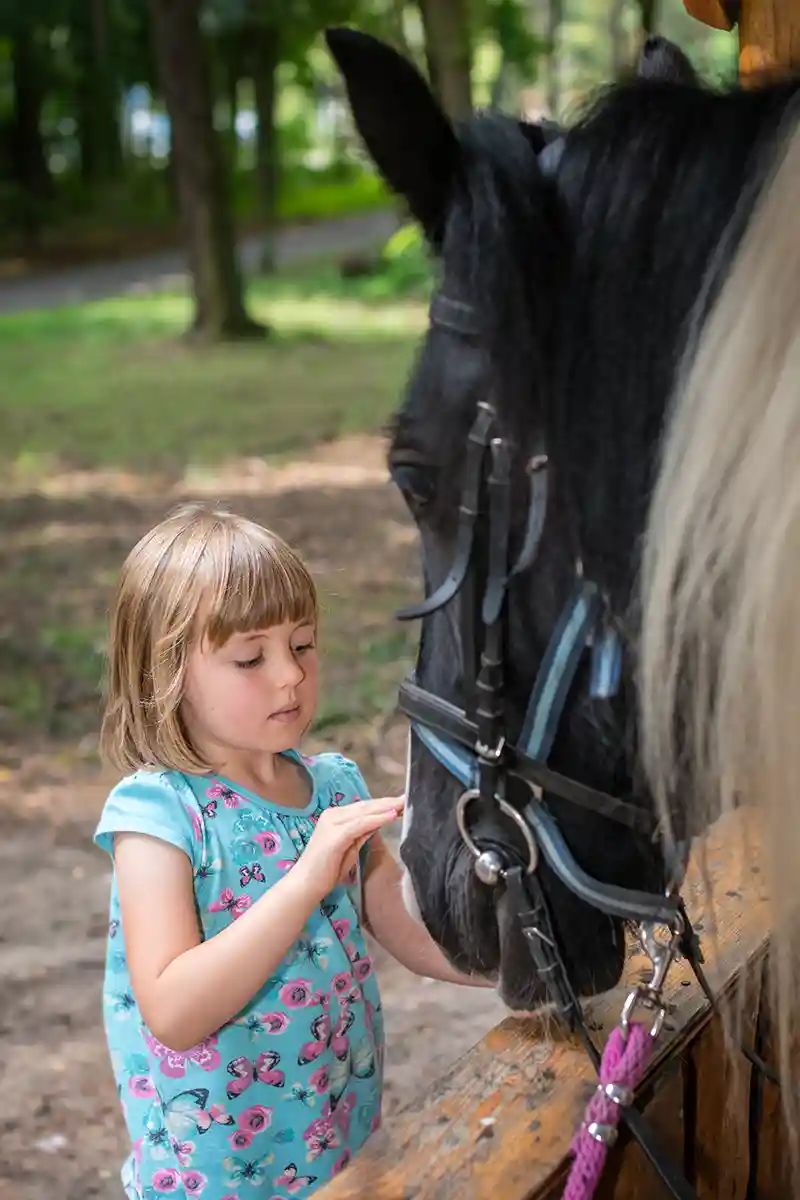 little girl feeding killarney horse